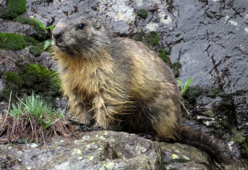 IMG_6882 Alpine Marmot