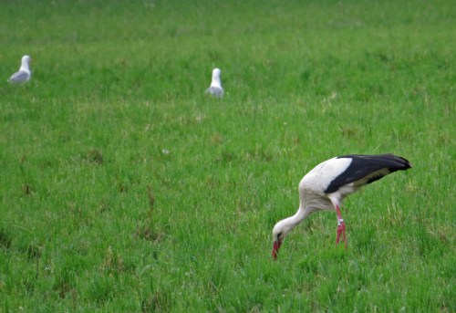 IMG_6908 White Stork & YLG