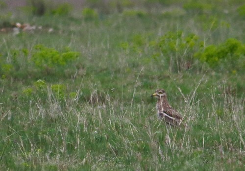 IMG_6914 Stone Curlew
