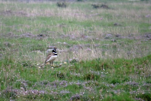 IMG_6926 Little Bustard