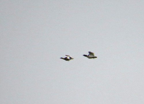 IMG_6967 Little Bustards