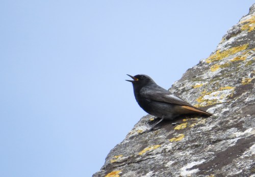IMG_6995 Black Redstart