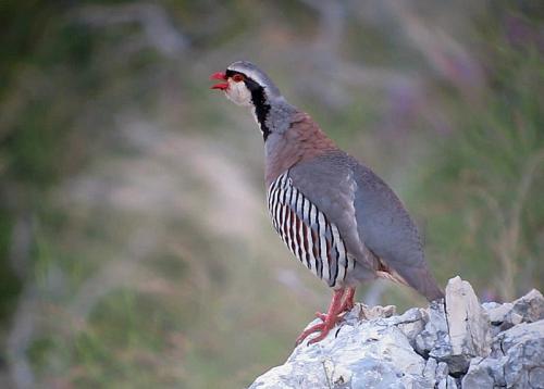 Rock_Partridge Martin Flack Croatia.4