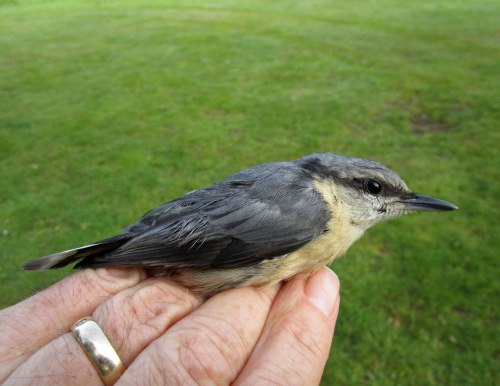 IMG_6195-Nuthatch-for-email