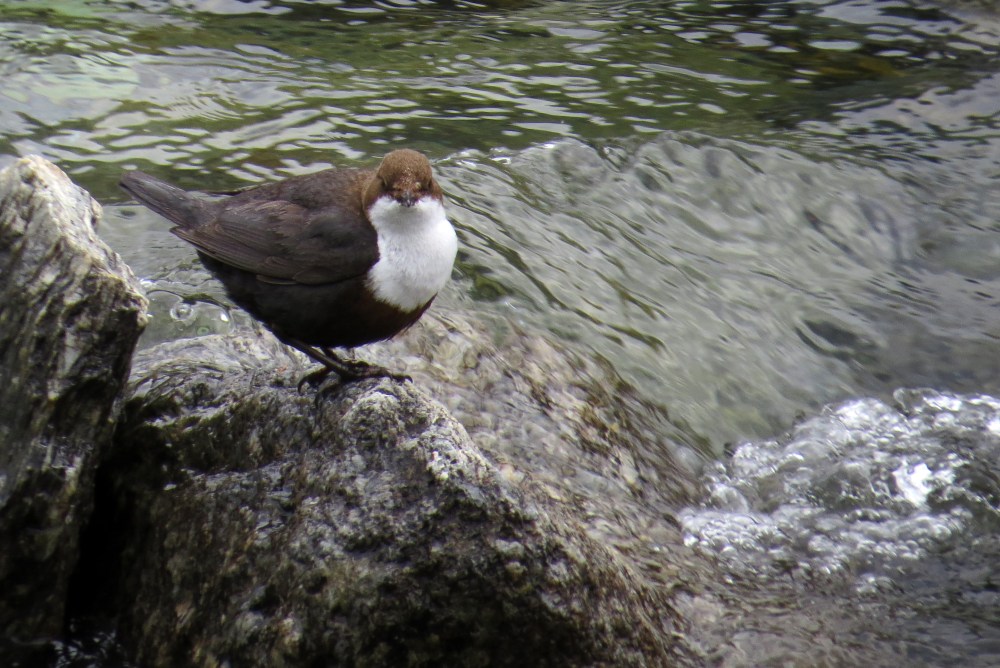 IMG_7167 Dipper