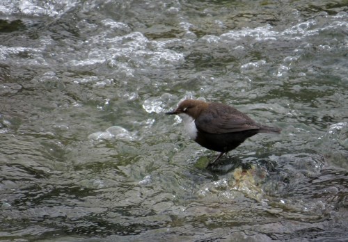 IMG_7178 Dipper