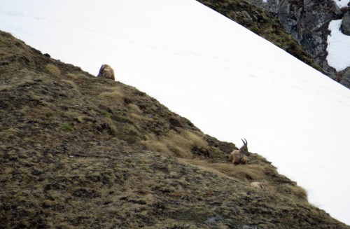 IMG_7272 Alpine Ibex
