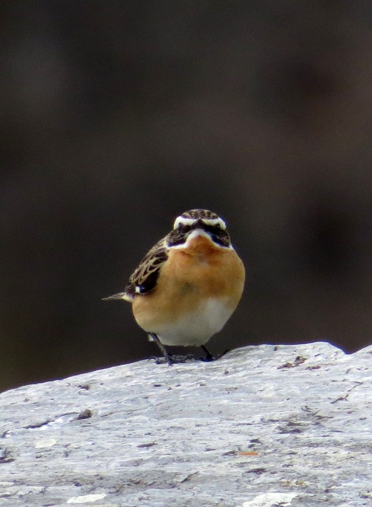 IMG_7308 Whinchat