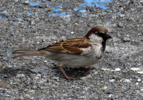 IMG_7368 House x Italian Sparrow