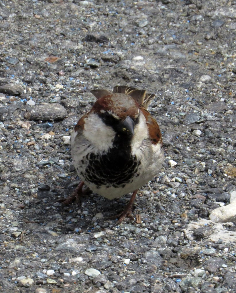IMG_7375 House x Italian Sparrow