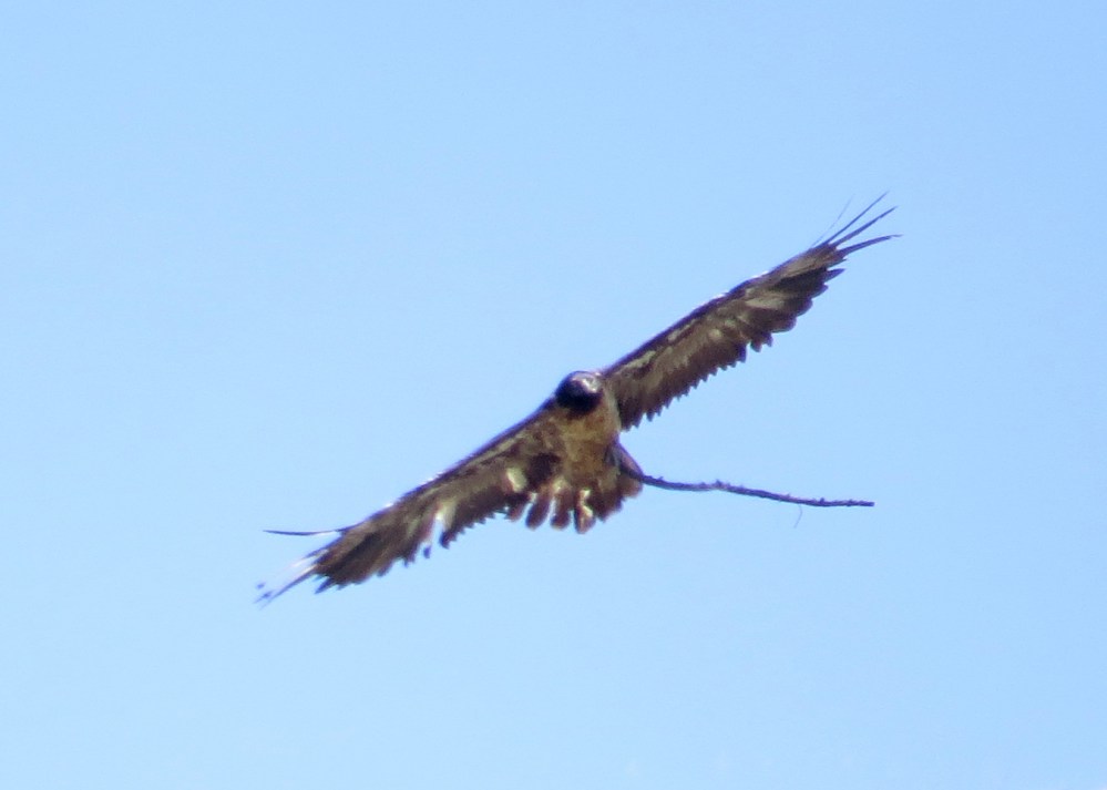 IMG_7456 Lammergeier