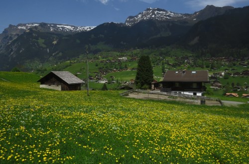 IMG_7828 meadows from train