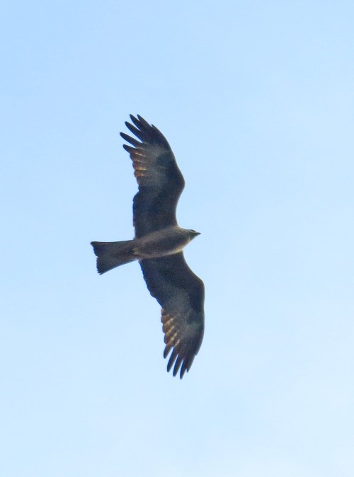 IMG_7978 Black Kite