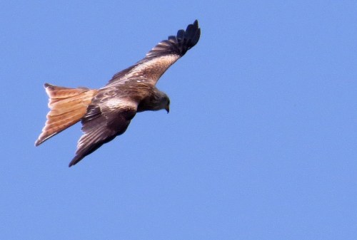 IMG_8130 Red Kite