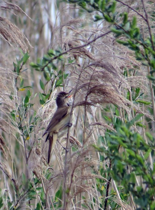 IMG_8225 Great Reed Warbler