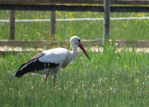 IMG_8308 White Stork