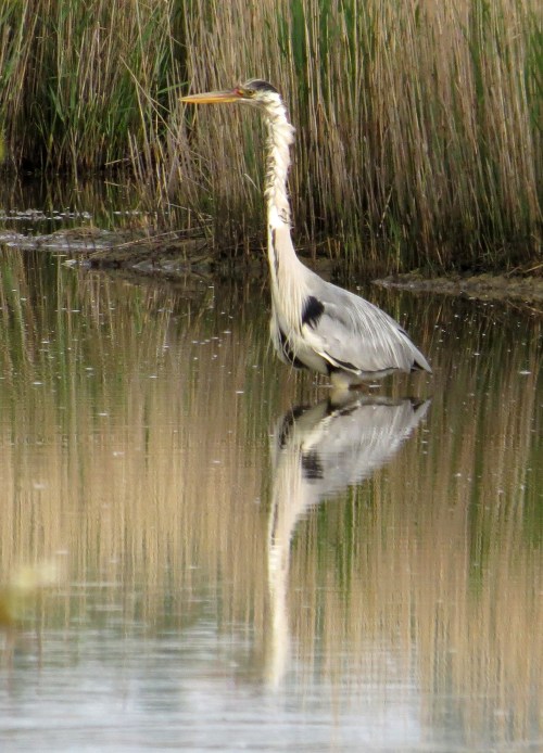 IMG_8414 Grey Heron Lodmoor