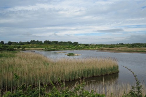IMG_8430 Lodmoor