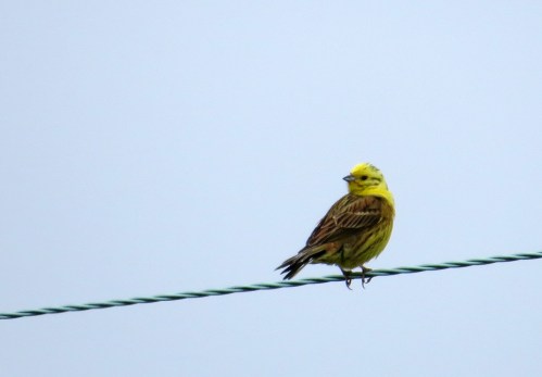 IMG_8447 Yellowhammer Wareham Forest