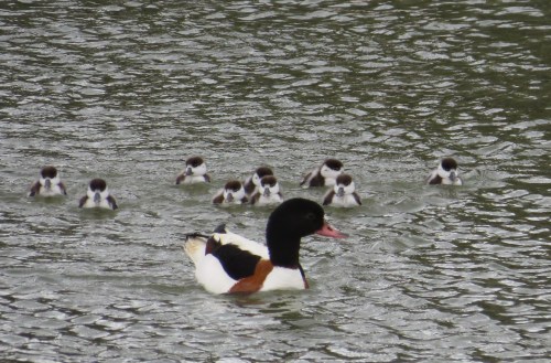 IMG_8486 Shelduck & brood