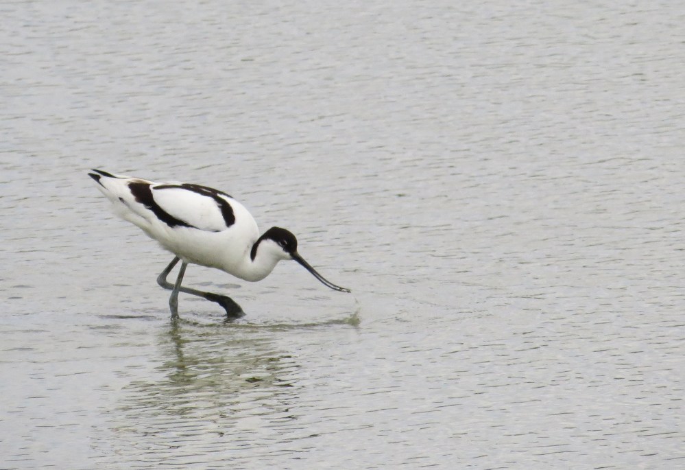 IMG_8503 Avocet