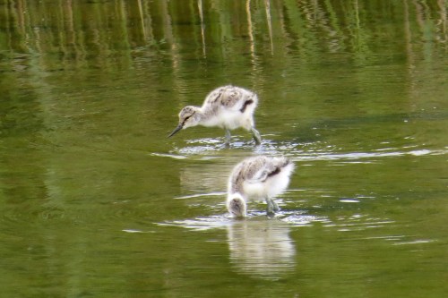 IMG_8512 Avocet chicks