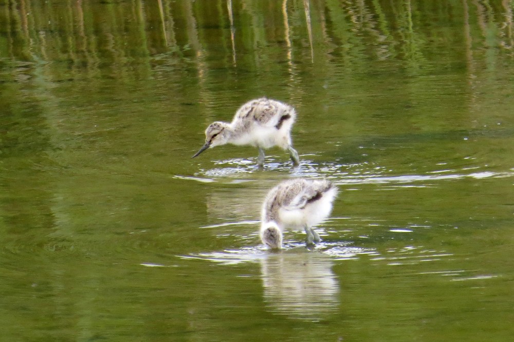 IMG_8512 Avocet chicks
