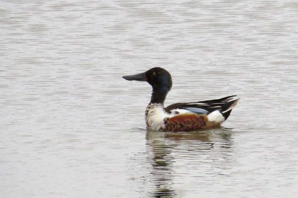 IMG_8523 Shoveler m