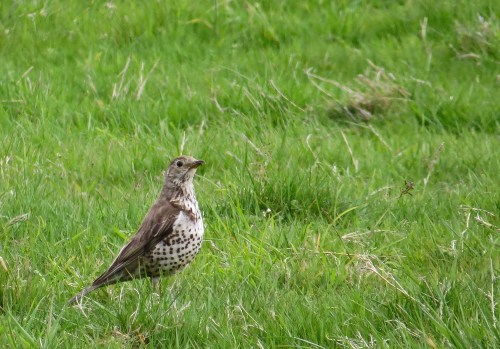 IMG_8588 Mistle Thrush
