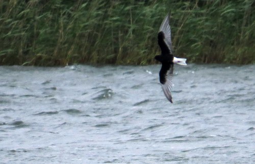 IMG_8664 WW Black Tern