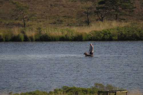IMG_8683-dog-in-Decoy-Pond