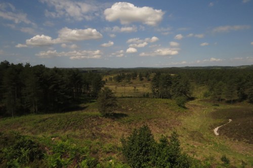 IMG_8691 Wareham Forest