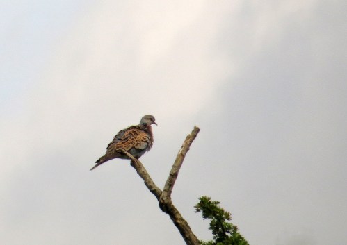 IMG_8728 Turtle Dove