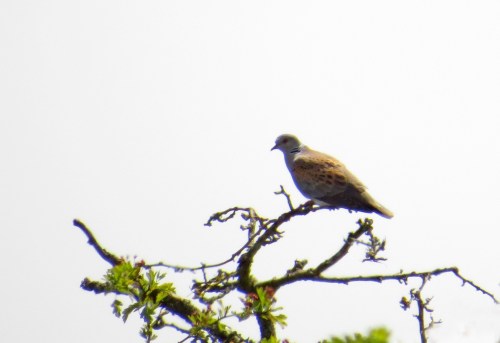 IMG_8761 Turtle Dove