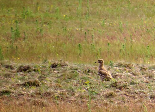 IMG_8886 Stone Curlew