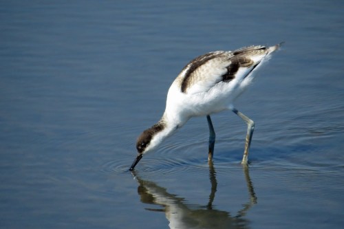 IMG_8900 juv Avocet Minsmere