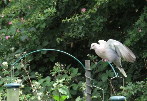 IMG_8948 Collared Dove