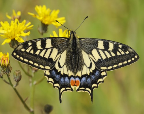 Swallowtail Butterfly (Papilio machaon britannicus). Strumpshaw Fen, Norfolk