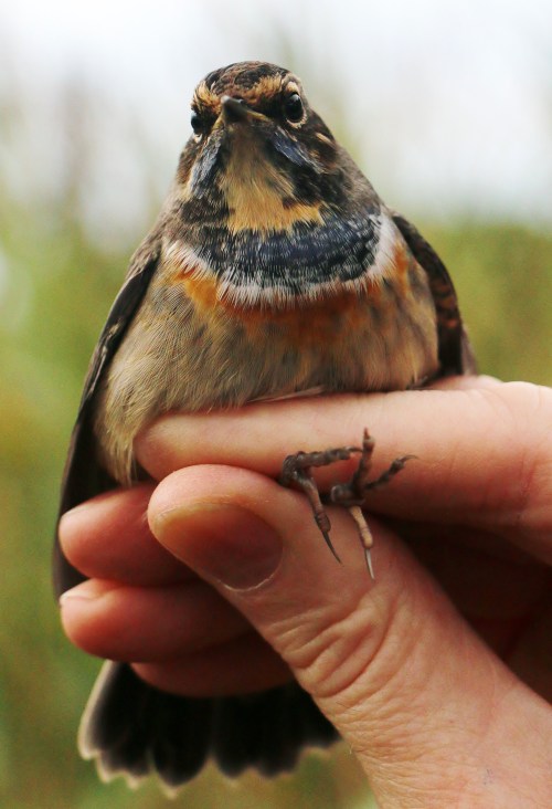 Bluethroat 3 Lyt bay 29.08