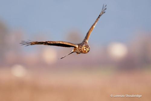 Hen_Harrier_Circus_cyaneus