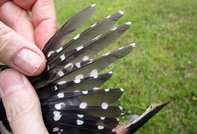 IMG_6254 Gt Spot juv wing