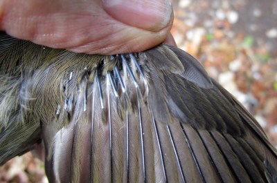 IMG_6263 juv Blackcap wing