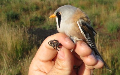 IMG_6276 Bearded Tit LH