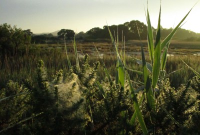IMG_6337 Lytchett Bay