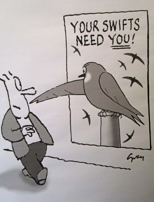 IMG_6376 Swifts need you too