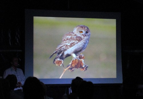 IMG_6390 Omani Owl resolved