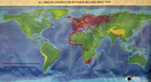 IMG_6403 Ring recoveries map