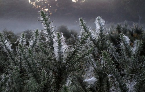 IMG_6414 Lytchett Heath