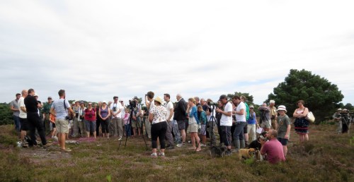 IMG_9111 Hen Harrier Day_edited-1