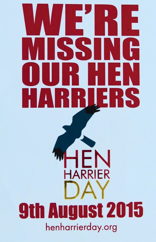 IMG_9121 Hen Harrier Day Poster_edited-2